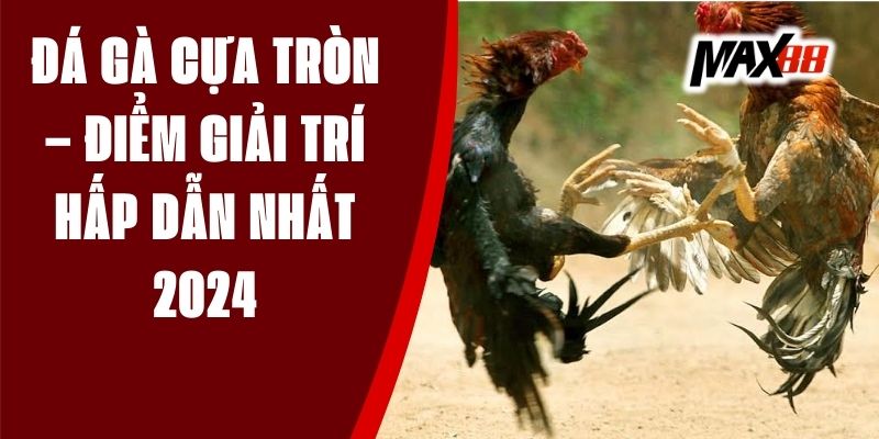 Đá Gà Cựa Tròn